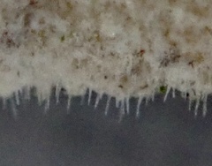 Litschauerella clematidis