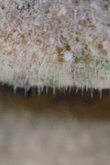 Litschauerella clematidis