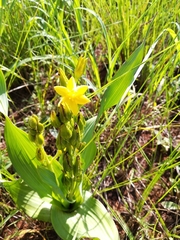 Hypoxis colchicifolia