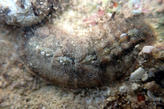 Cryptoplax striata