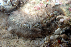 Cryptoplax striata