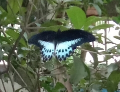 Papilio polymnestor