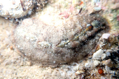 Cryptoplax striata