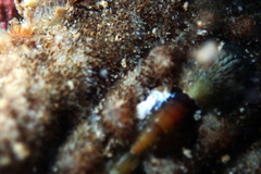 Cryptoplax striata