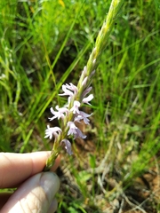 Striga bilabiata bilabiata