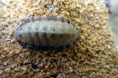 Ischnochiton subviridis