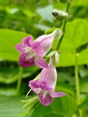 Asystasia dalzelliana