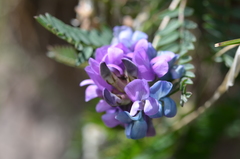 Oxytropis glabra