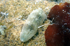 Allostichaster polyplax