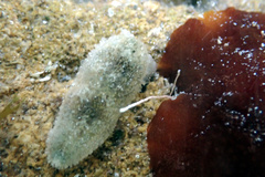 Allostichaster polyplax