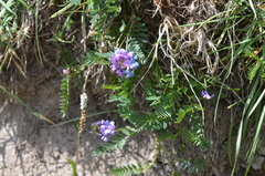 Oxytropis glabra