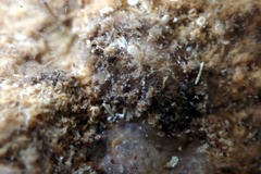Acanthochitona