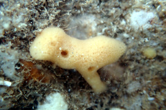 Callyspongia