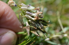 Oxytropis glabra