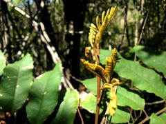 Cupaniopsis tomentella