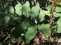 Cupaniopsis tomentella