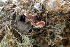 Plesiocolochirus ignavus