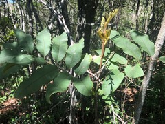Cupaniopsis tomentella