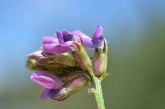 Oxytropis glabra