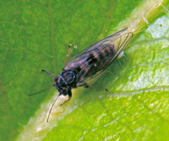 Cacopsylla pyri