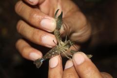 Macrobrachium americanum