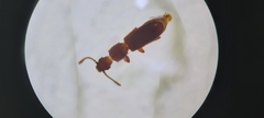 Oryzaephilus surinamensis