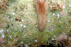Amblychilepas oblonga