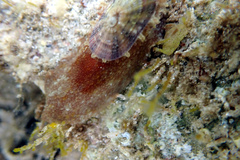Amblychilepas oblonga
