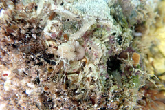 Baseodiscus delineatus