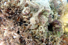Baseodiscus delineatus