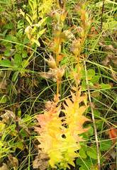 Lobelia sessilifolia