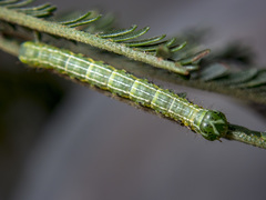 Dissomorphia australiaria