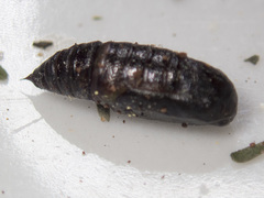 Dissomorphia australiaria