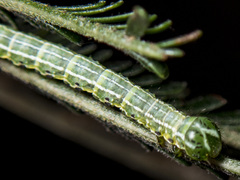 Dissomorphia australiaria
