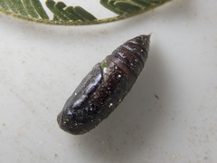 Dissomorphia australiaria