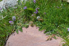 Oxytropis glabra