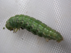 Dissomorphia australiaria