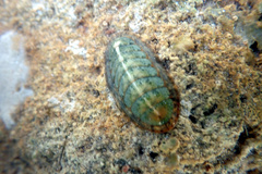 Ischnochiton subviridis