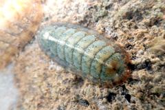 Ischnochiton subviridis