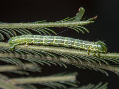 Dissomorphia australiaria