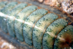 Ischnochiton subviridis