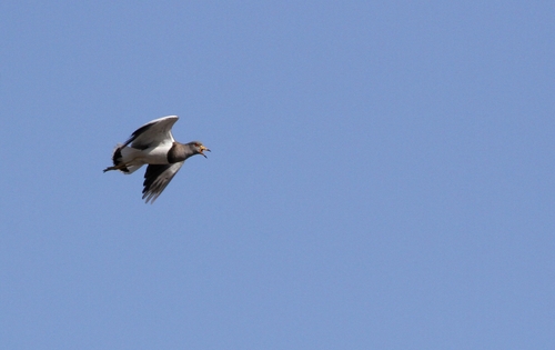 Grey-headed Lapwing