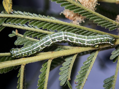 Dissomorphia australiaria