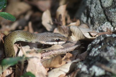 Mastigodryas melanolomus