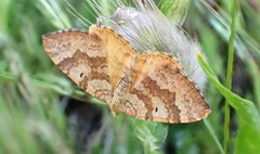 Chrysolarentia correlata