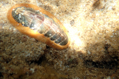 Ischnochiton torri