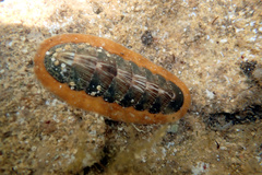 Ischnochiton torri