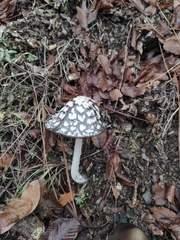 Coprinopsis picacea