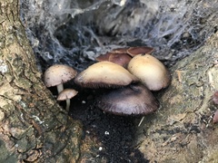 Basidiomycota