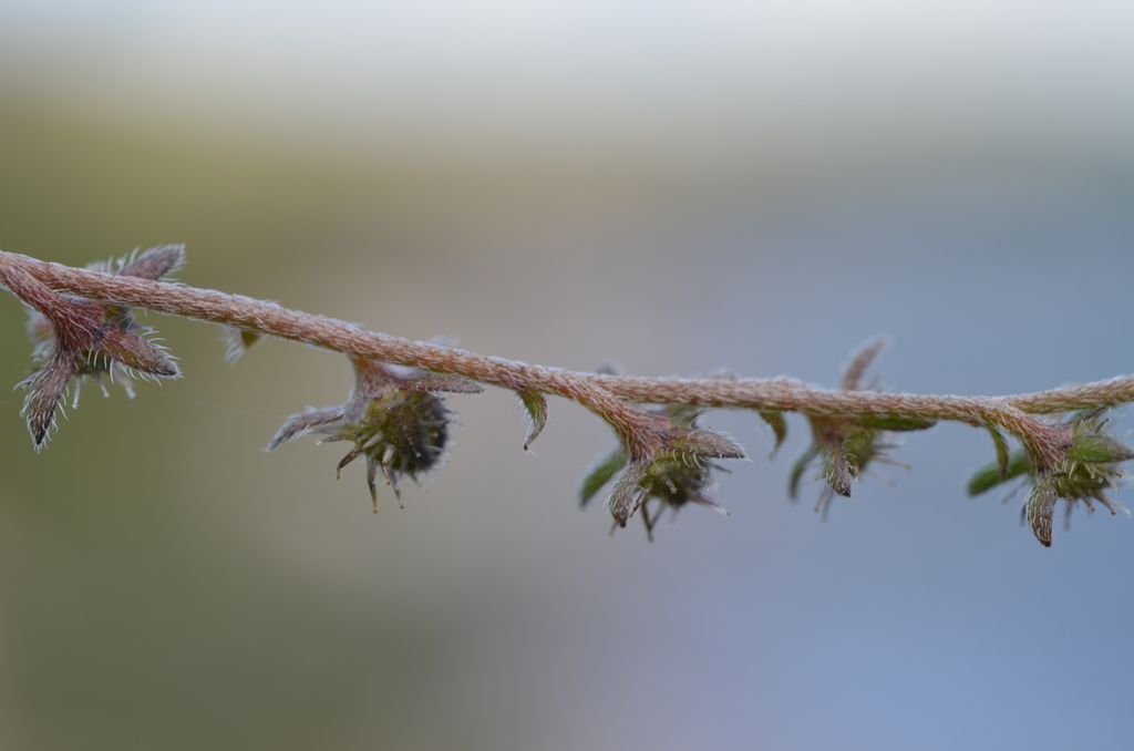 Lappula microcarpa